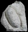 Fossil Crocodile Egg From France - Eocene #6135-2